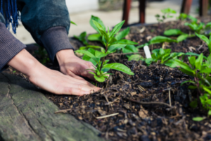 backyard irrigation systems