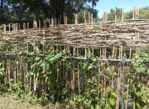 privacy fence with bamboo