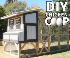 DIY Chicken coop